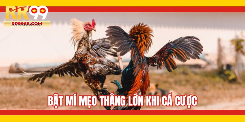 Bật mí mẹo thắng lớn khi cá cược