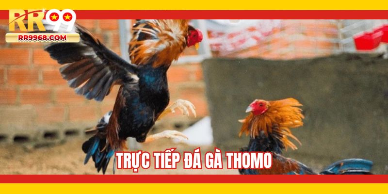trực tiếp đá gà Thomo
